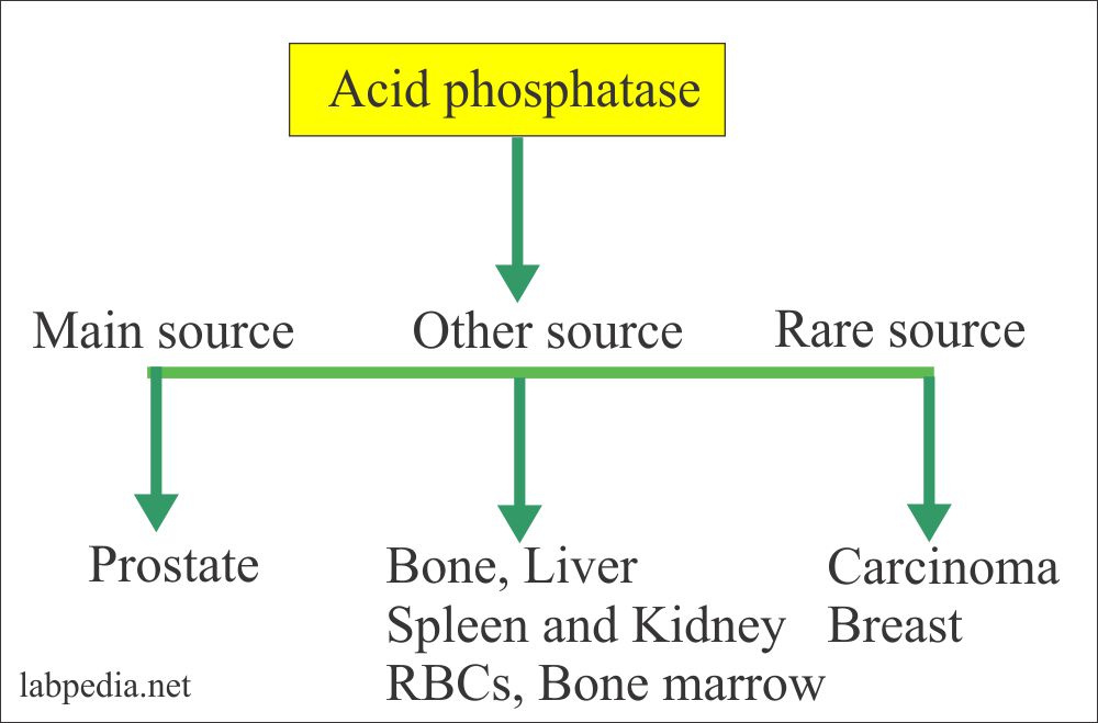 Цитрик асид. Acids ppt. Fersu. Acid phosphatase. Acidity перевод.