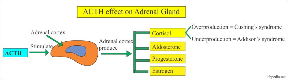 ACTH (Adrenocorticotropic Hormone), Cushing’s Syndrome – Labpedia.net
