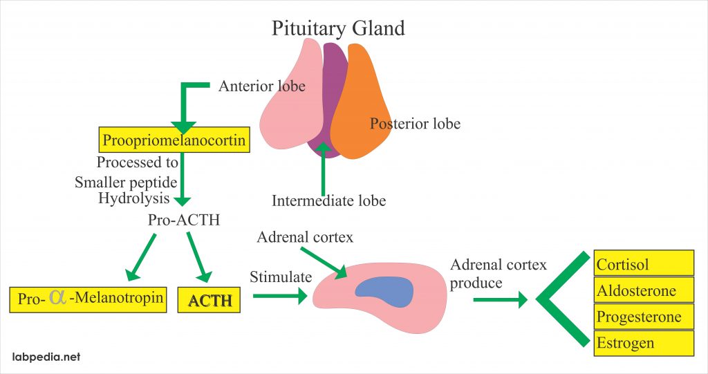 adrenal cortex hormones function