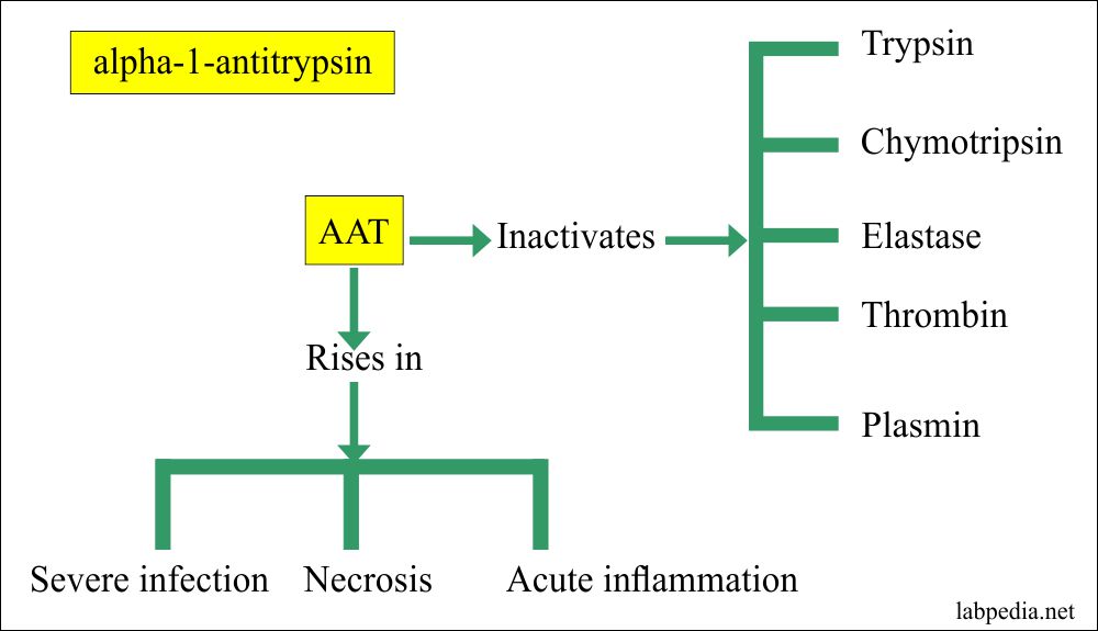 Acute Phase Protein Part 1 Alpha1Antitrypsin (α1antitrypsin