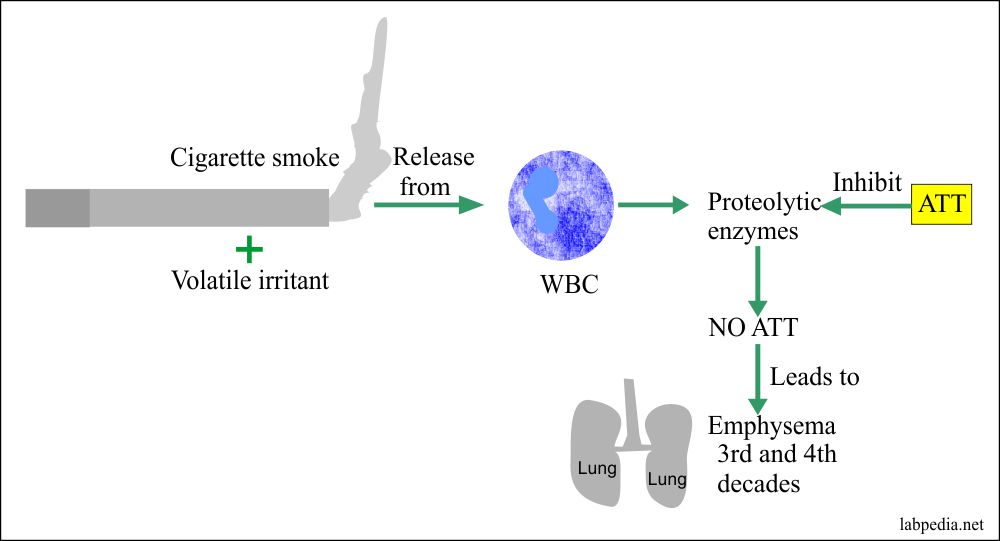 Acute Phase Protein – Part 1 – Alpha-1-Antitrypsin (α1-antitrypsin)