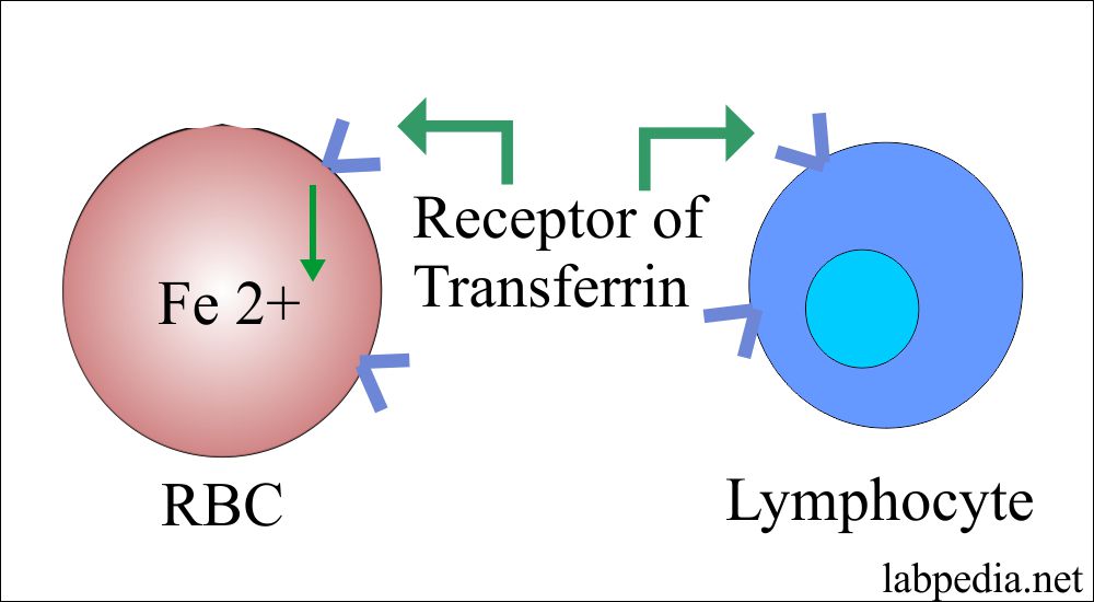 Acute Phase Protein – Part 4 – Transferrin