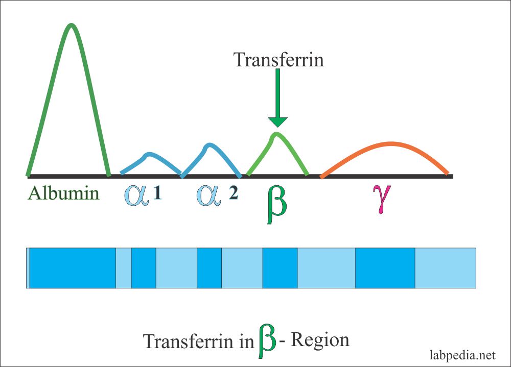 Acute Phase Protein – Part 4 – Transferrin – Labpedia.net