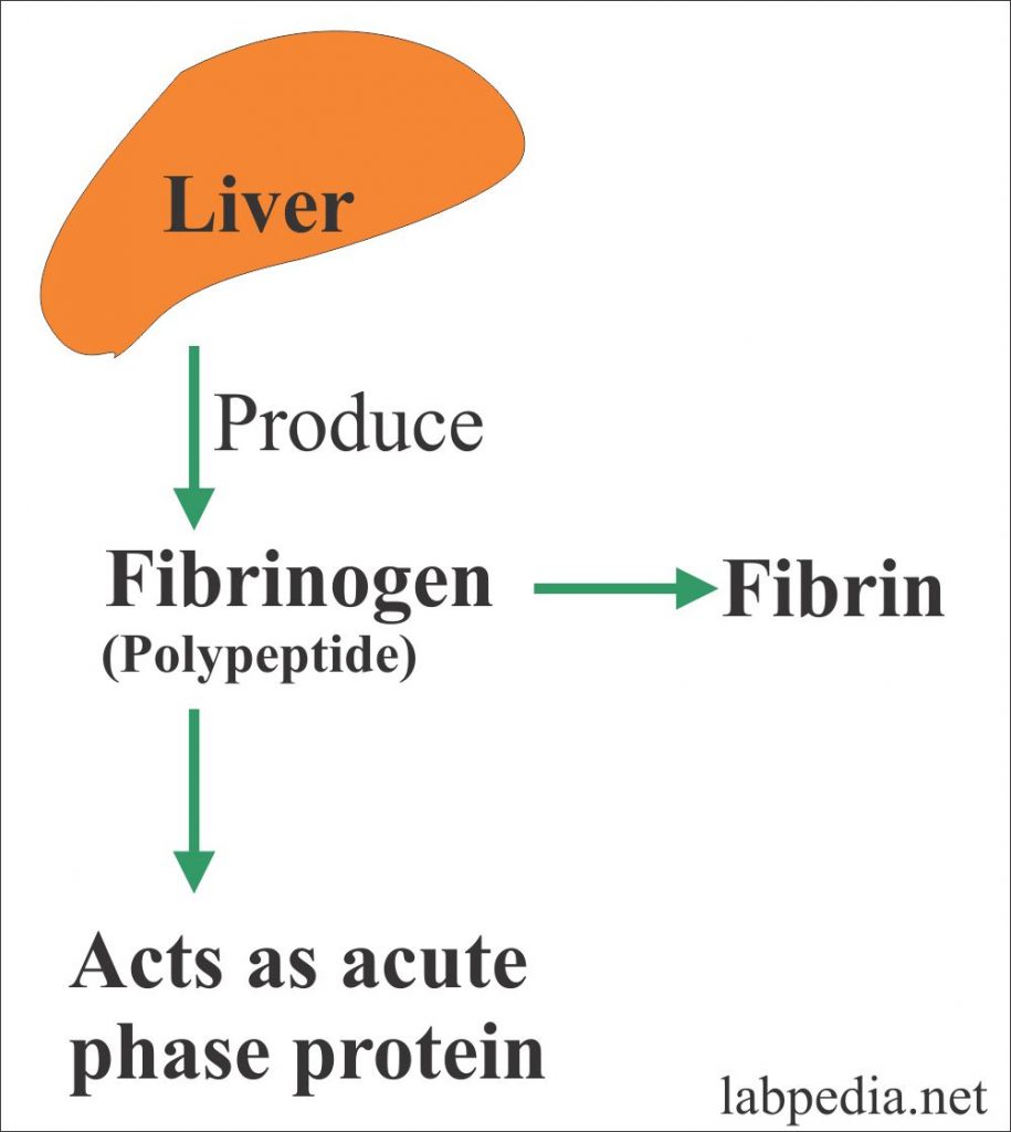 Acute Phase Protein Part 5 Fibrinogen (Factor 1)