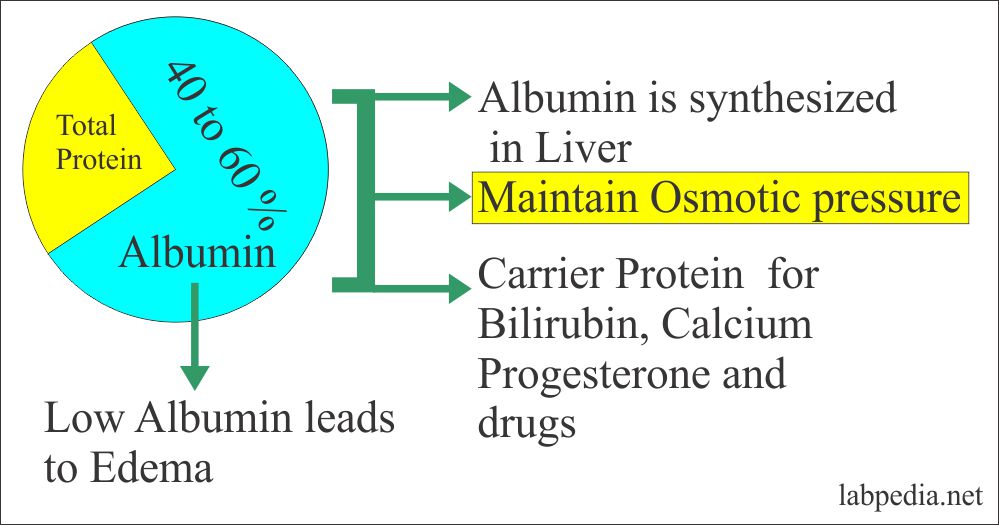 Acute Phase Protein Part 7 Albumin and Prealbumin