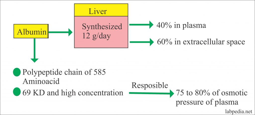 Albumin (Serum Albumin) – Labpedia.net