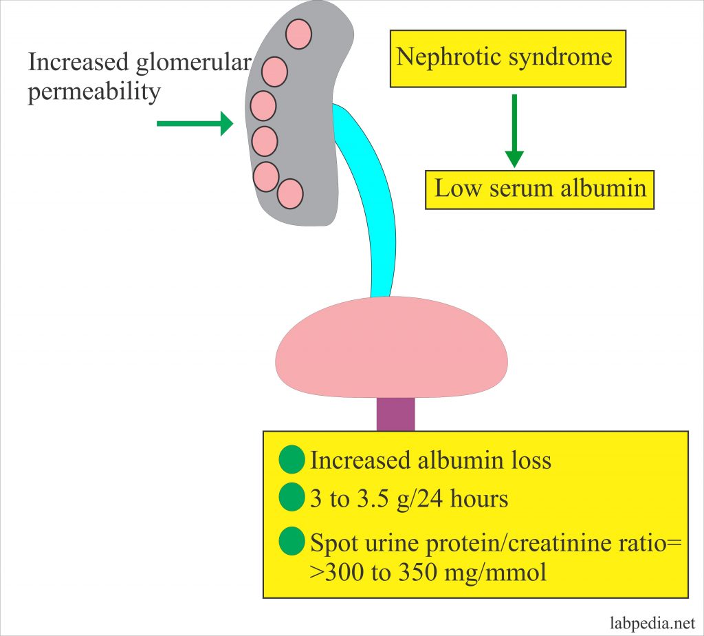 Albumin (Serum Albumin)
