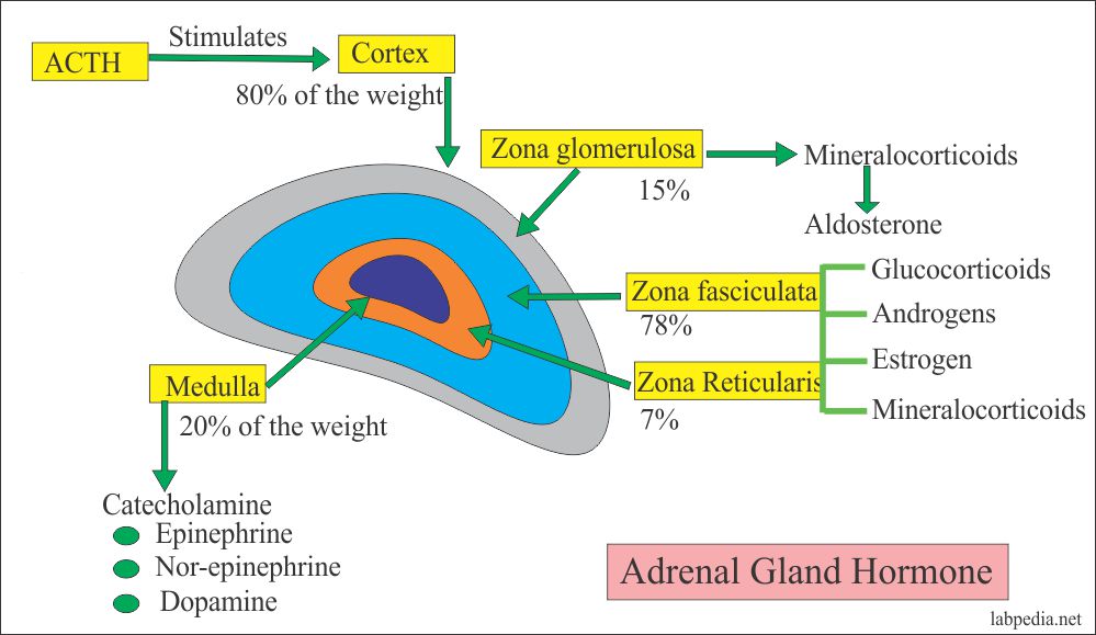 Aldosterone Labpedia