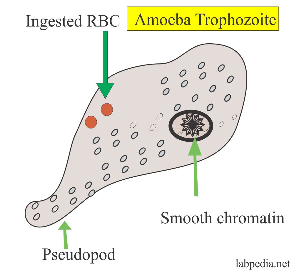 enterobiasis vs amoebiasis