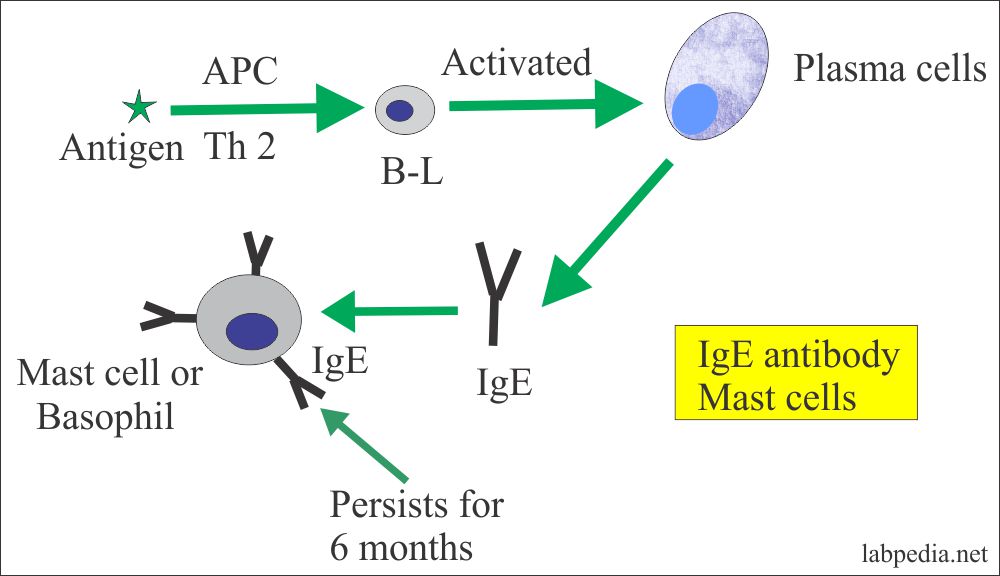 Type 1 anaphylactic reaction