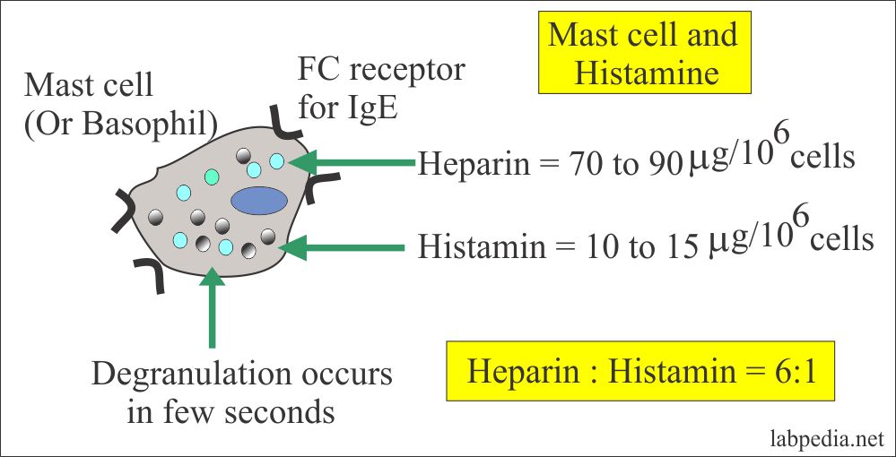 Mast cell and histamine release Mast cell and histamine release