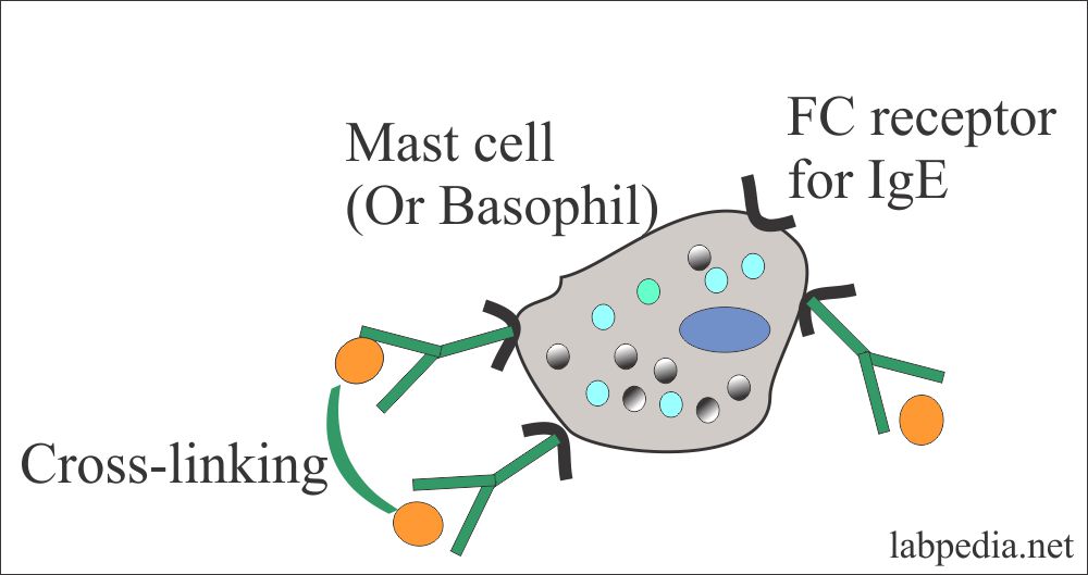 Mast cell receptor Mast cell receptor