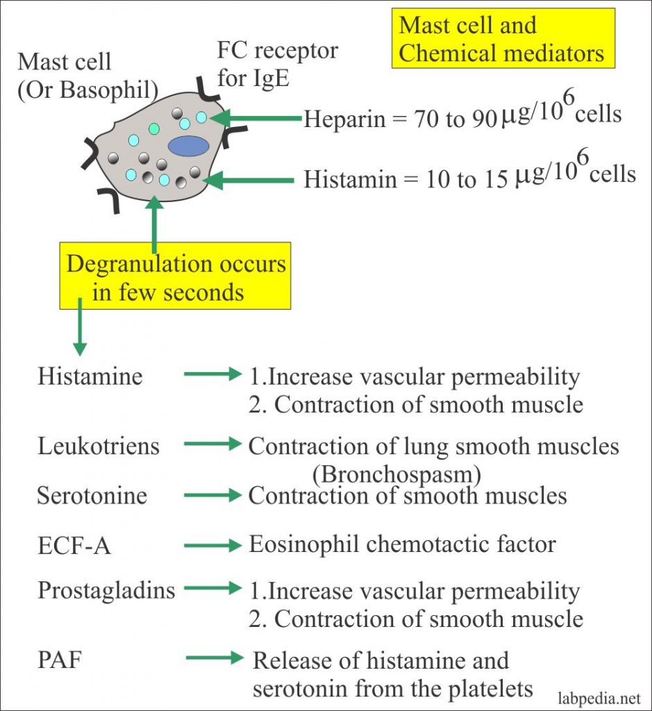 Anaphylactic reaction (Type 1 Hypersensitivity Reaction), Management