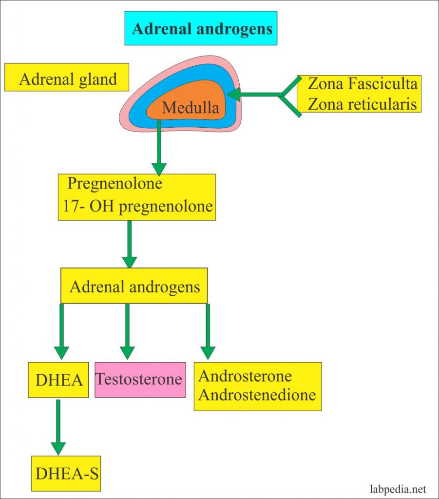 Androstenedione (AD), DHEA S (Dehydroepiandrosterone sulphate), DHEA