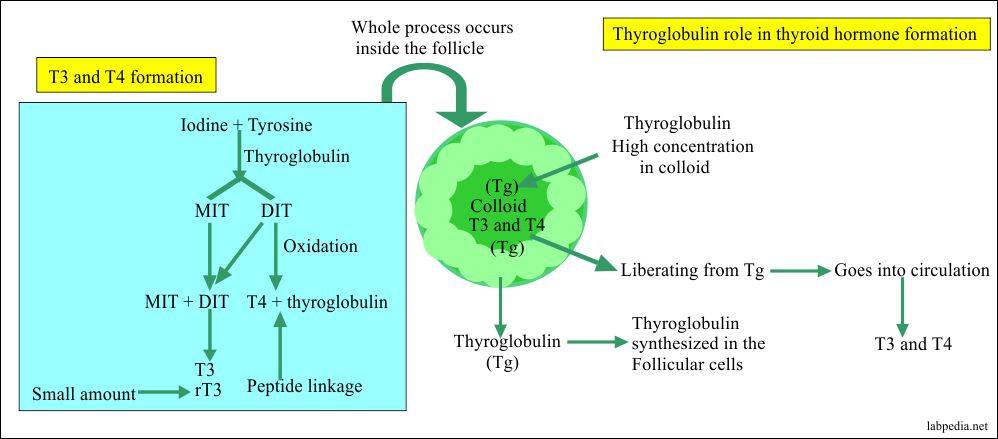 Antithyroglobulin antibody (Thyroid autoantibody