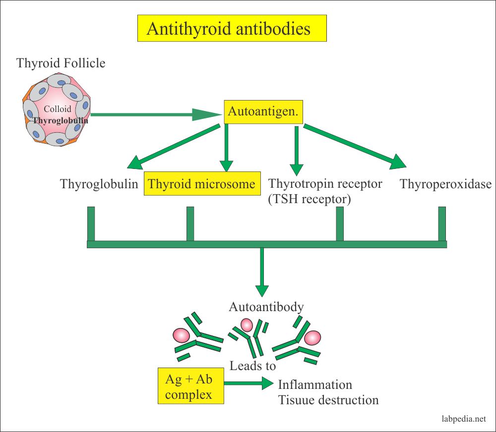 Anti Thyroid Microsomal Antibody Anti Thyroid Peroxidase Antibody 