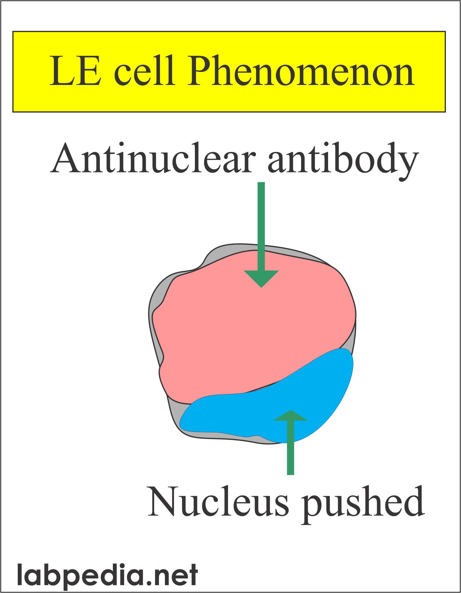Antinuclear Factor (ANF), Antinuclear Antibody ANA)