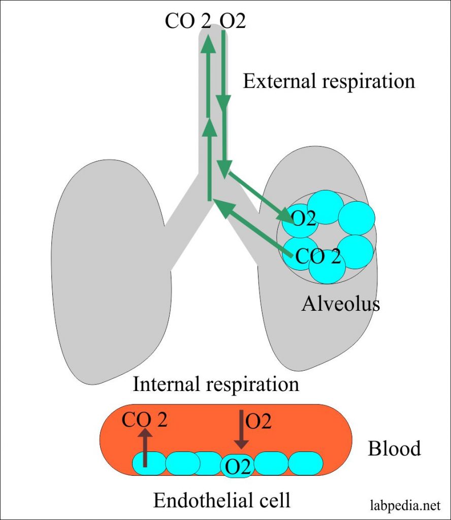 Lung role in acid-base balance Lung role in acid-base balance