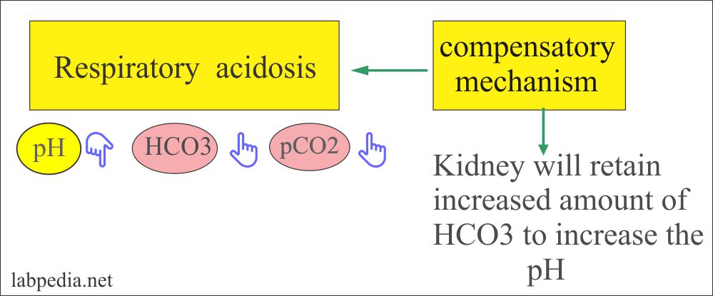 Respiratory acidosis and compensatory mechanism Respiratory acidosis and compensatory mechanism