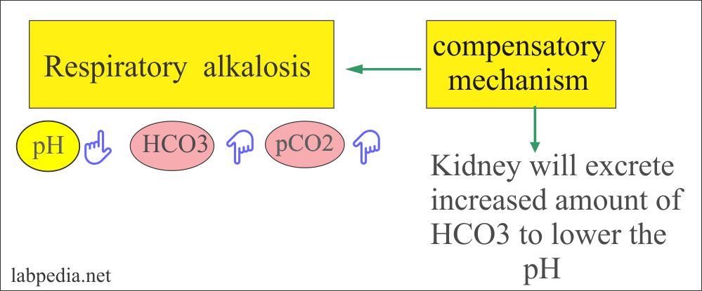 Respiratory alkalosis and compensatory mechanism Respiratory alkalosis and compensatory mechanism