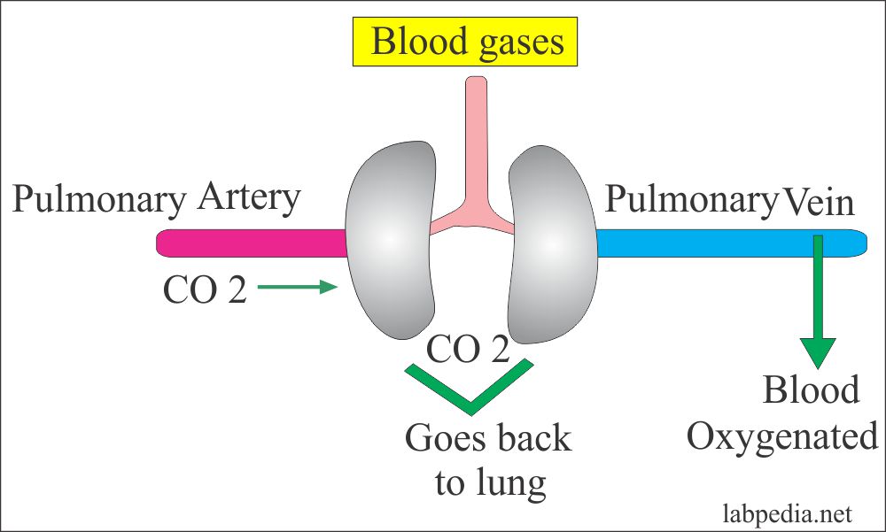 Blood Gas Diagram