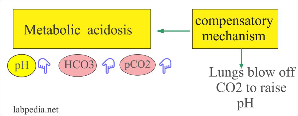 Metabolic acidosis and compensatory mechanism Metabolic acidosis and compensatory mechanism