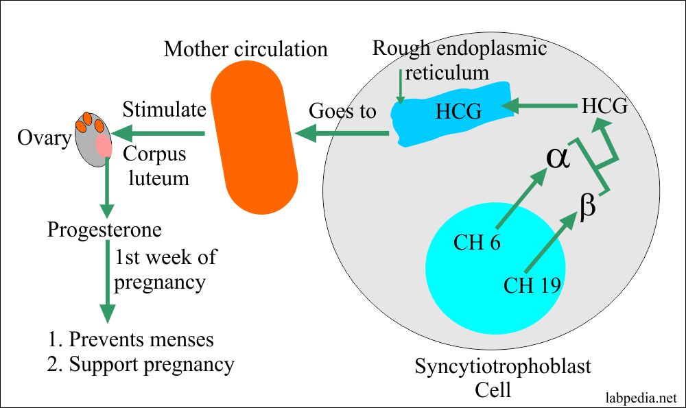Beta-HCG role in pregnancy and menses