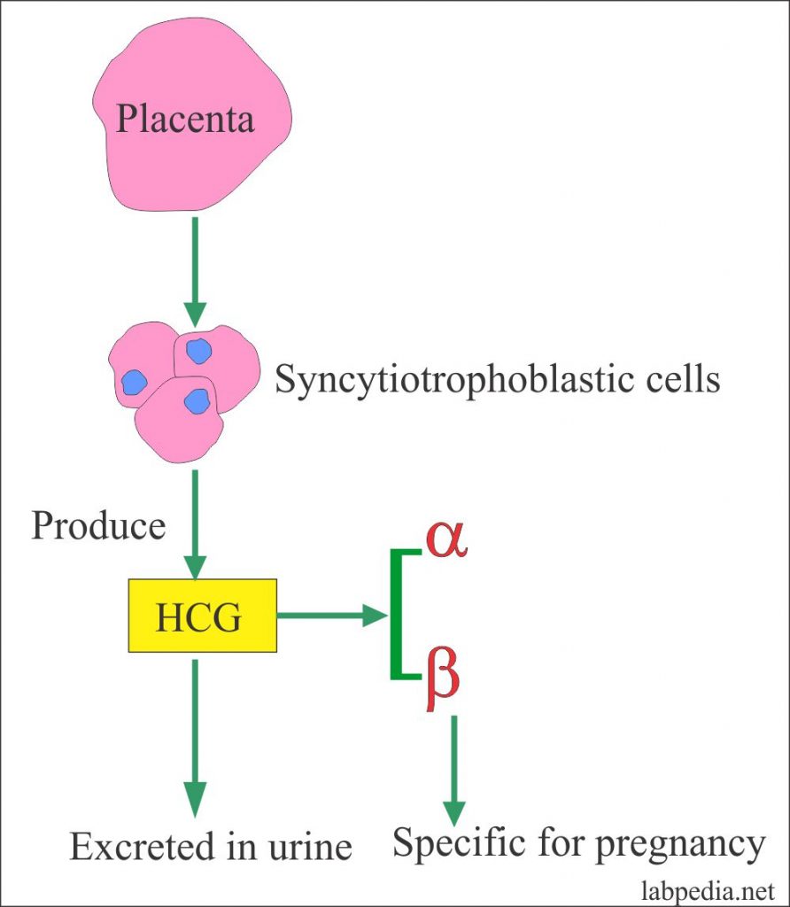 Placenta and hormones