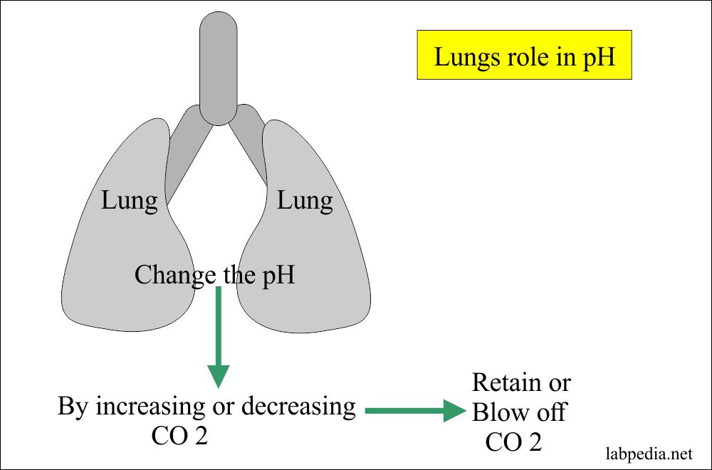 Bicarbonate Level (HCO3), AcidBase Balance
