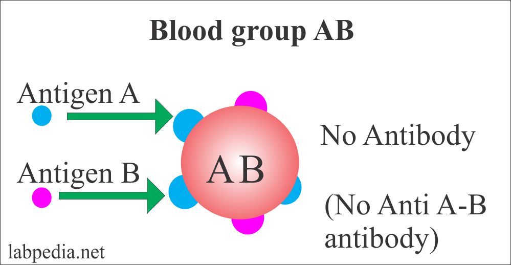 Blood banking part 1 Blood Grouping (Blood Group ABO and Rh Typing