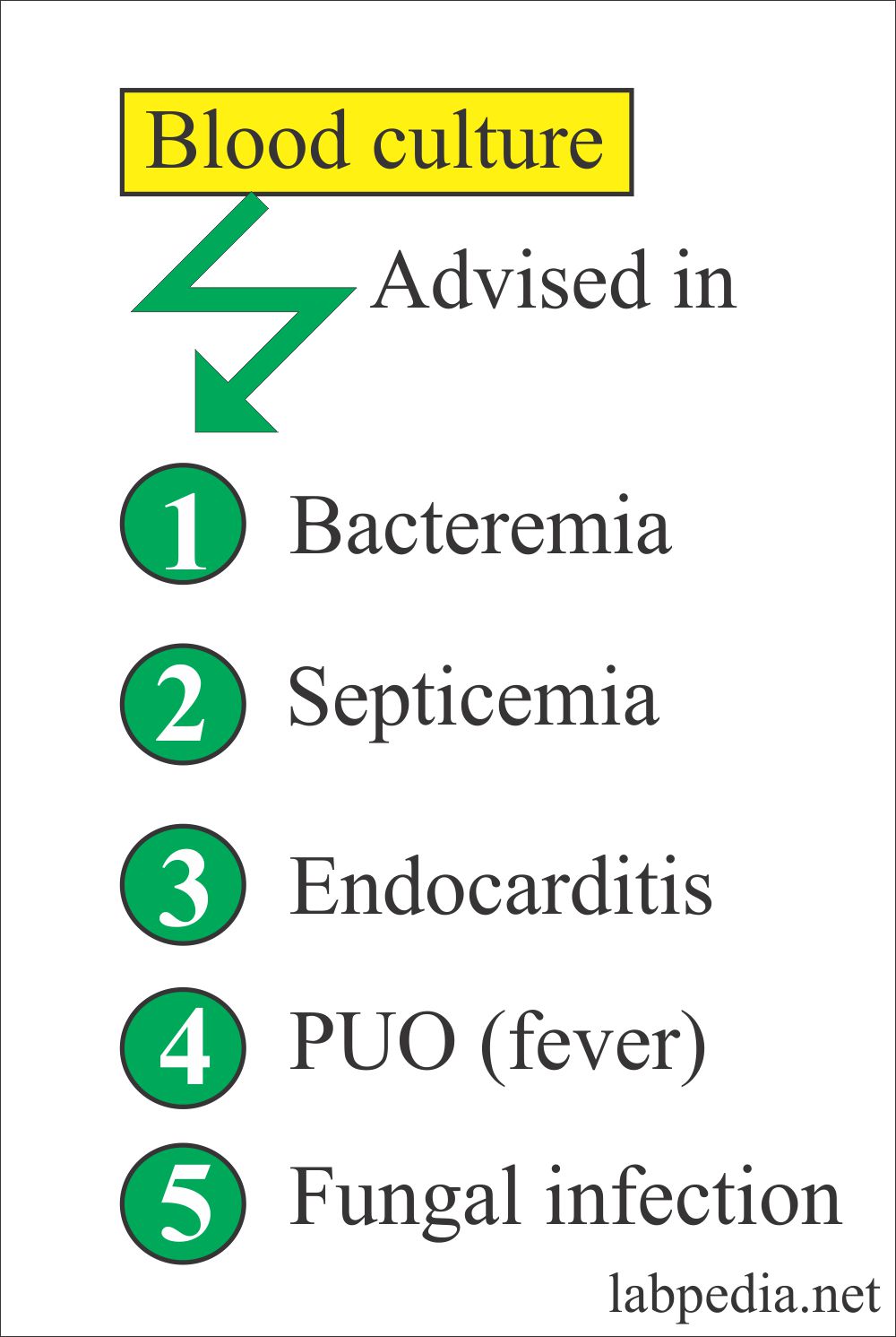 Decoding Er Blood Culture Times A Doctor Explains - xfbi9p8