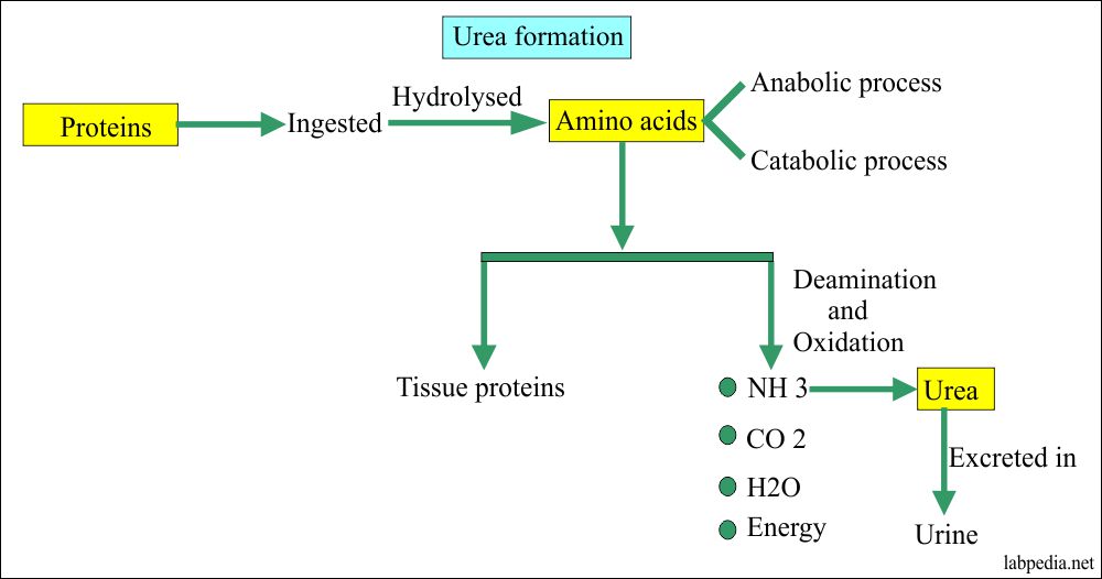 Urea Level Chart