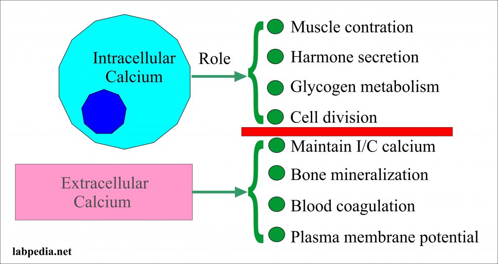 Calcium Calcium Total , Serum Calcium Part 1