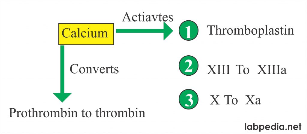 Calcium activates coagulation factor Calcium activates coagulation factor