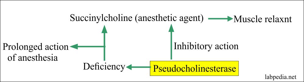 Cholinesterase serum