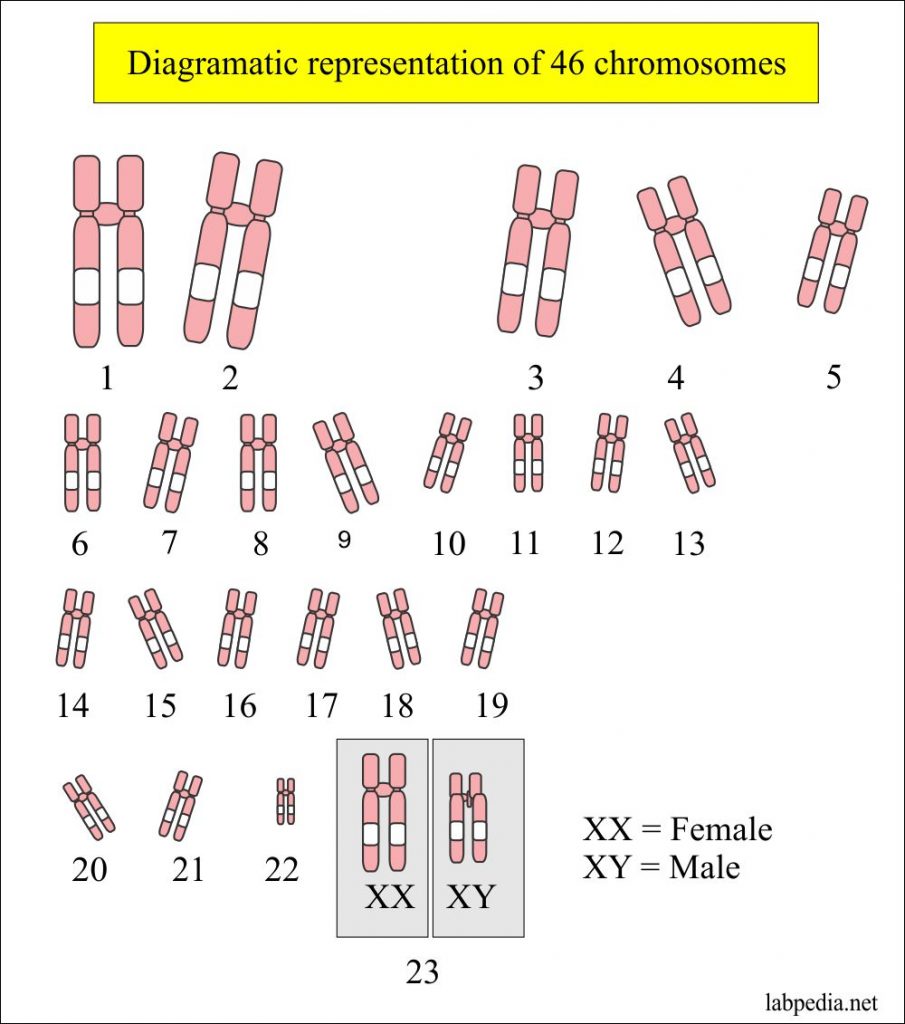 В гаметах человека 23 хромосомы