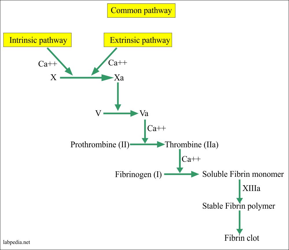 Coagulation Pathway