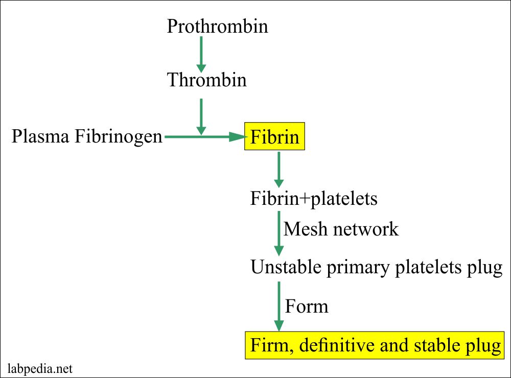 Coagulation Part 5 Inr International Normalized Ratio Pt Ptt Labpedia Net