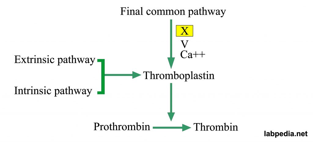 Common pathway of coagulation