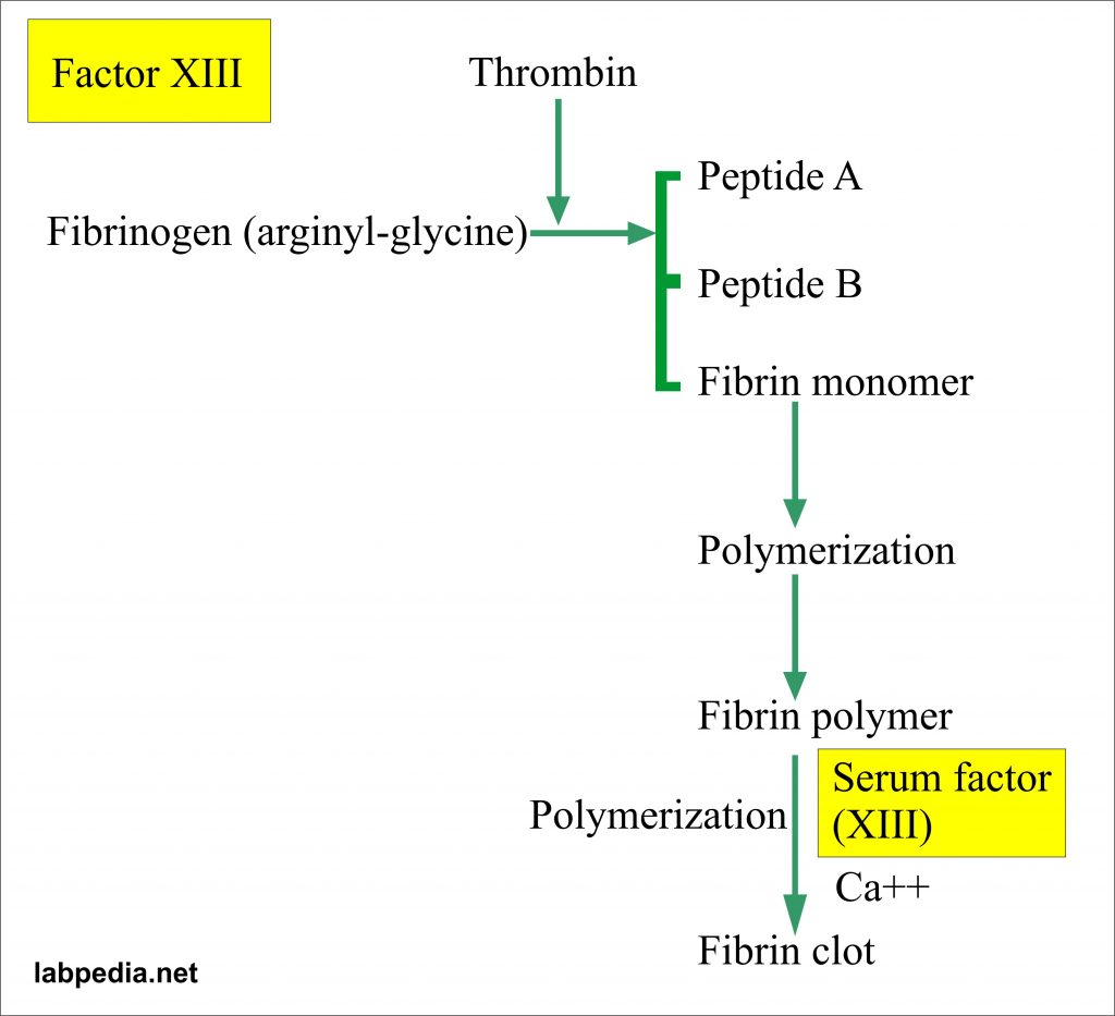 Factor XIII and coagulation 