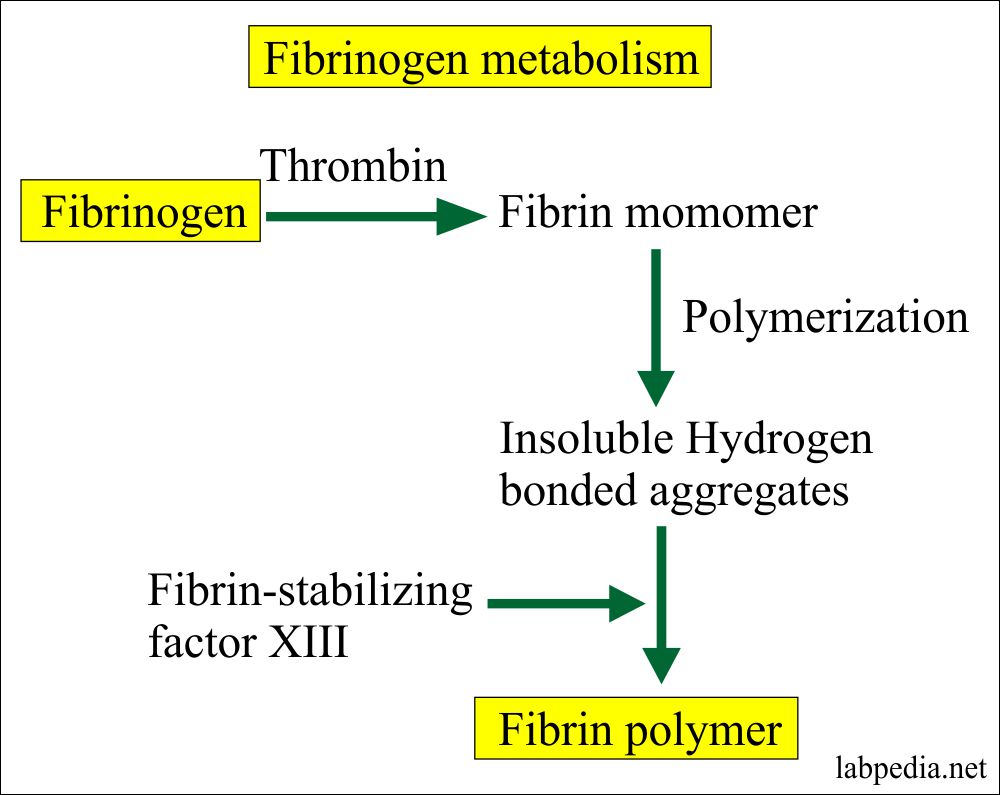 Coagulation part 7 Blood Coagulation Factors descriptions