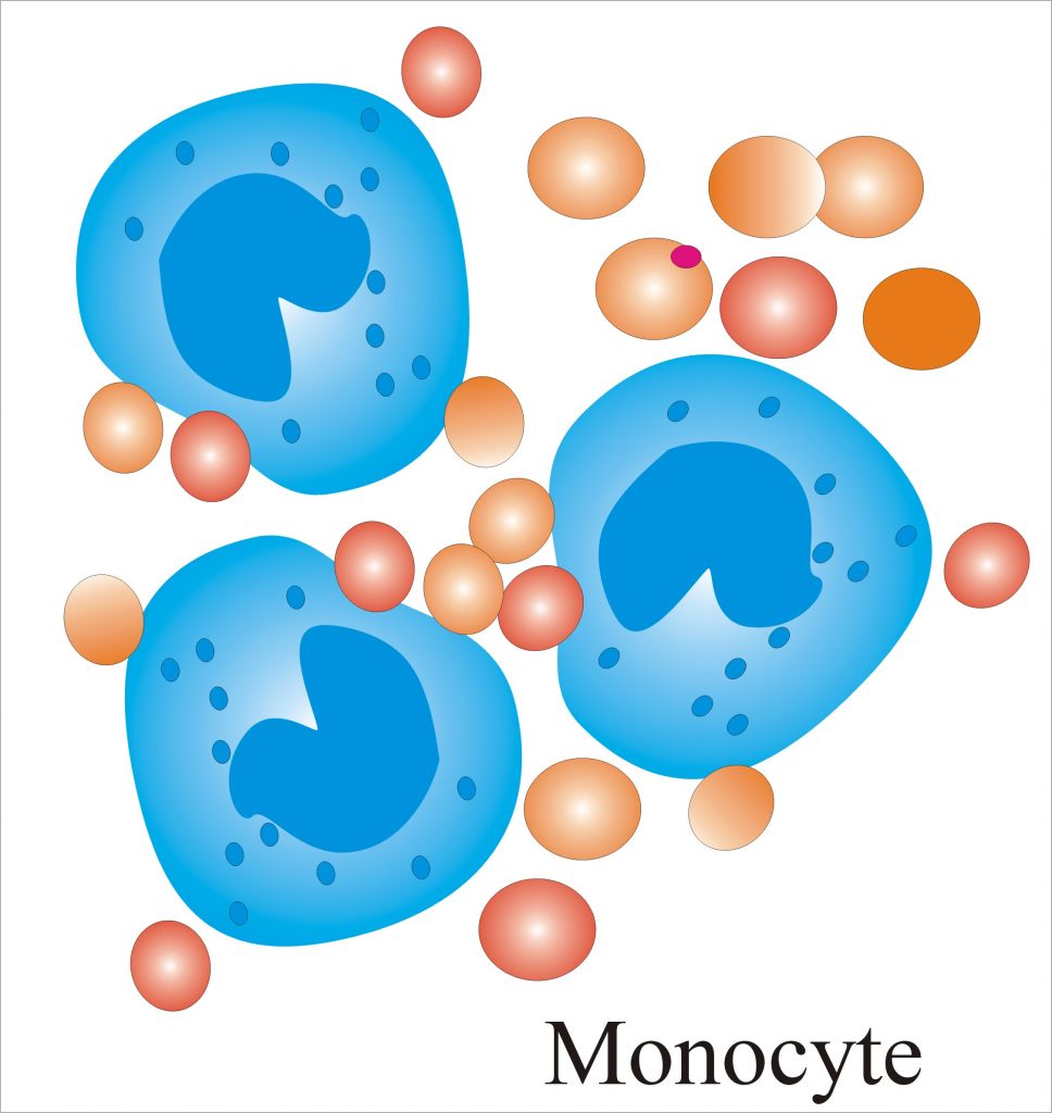Complete blood count (CBC) Part 1 Differential count (CBC With