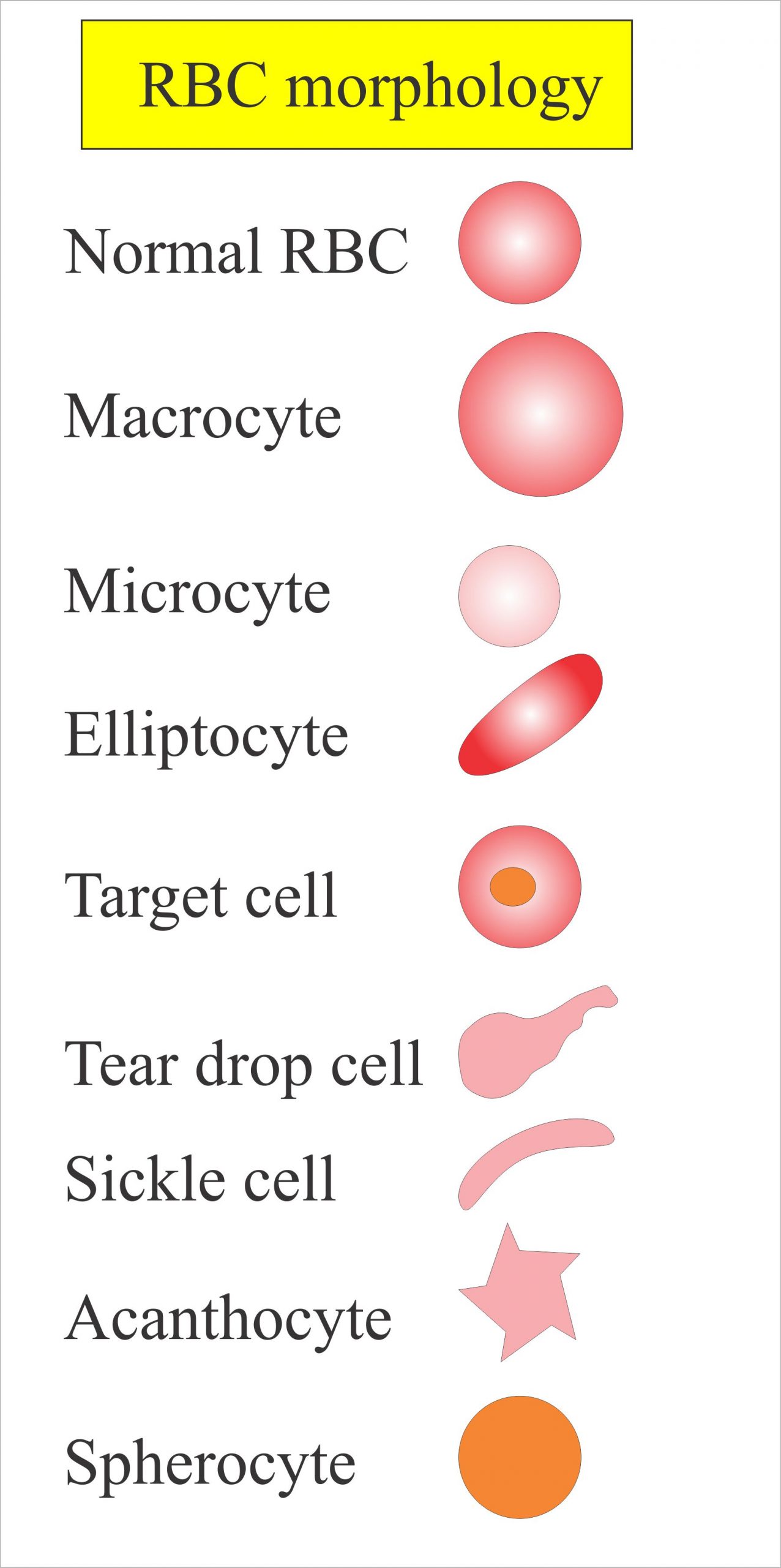 Complete blood count (CBC):- Part 2 – Red Blood Cells Morphology and