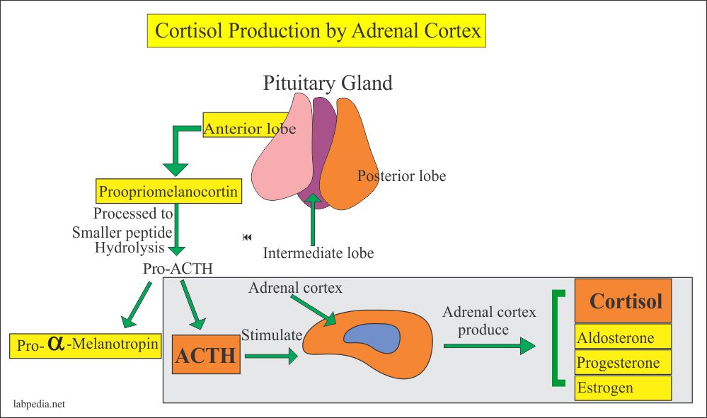 Fatiga adrenal cetosis