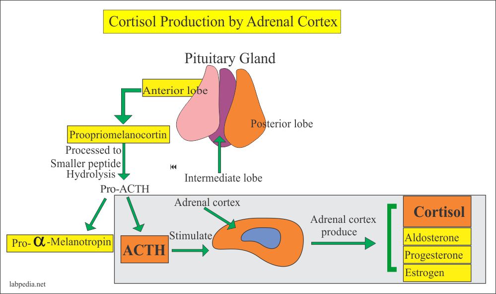 Cortisol Level Hydrocortisone AM And PM Labpedia