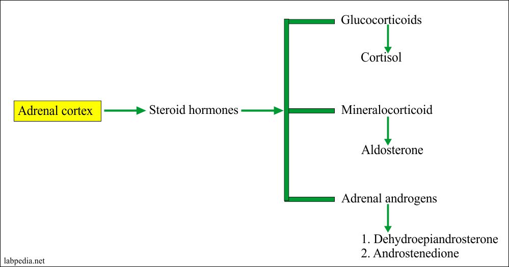 the adrenal glands produce hormones that are involved in