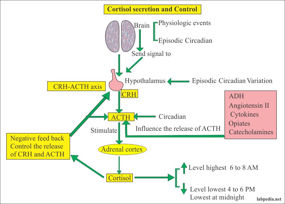 cortisol-level-hydrocortisone-am-and-pm-labpedia