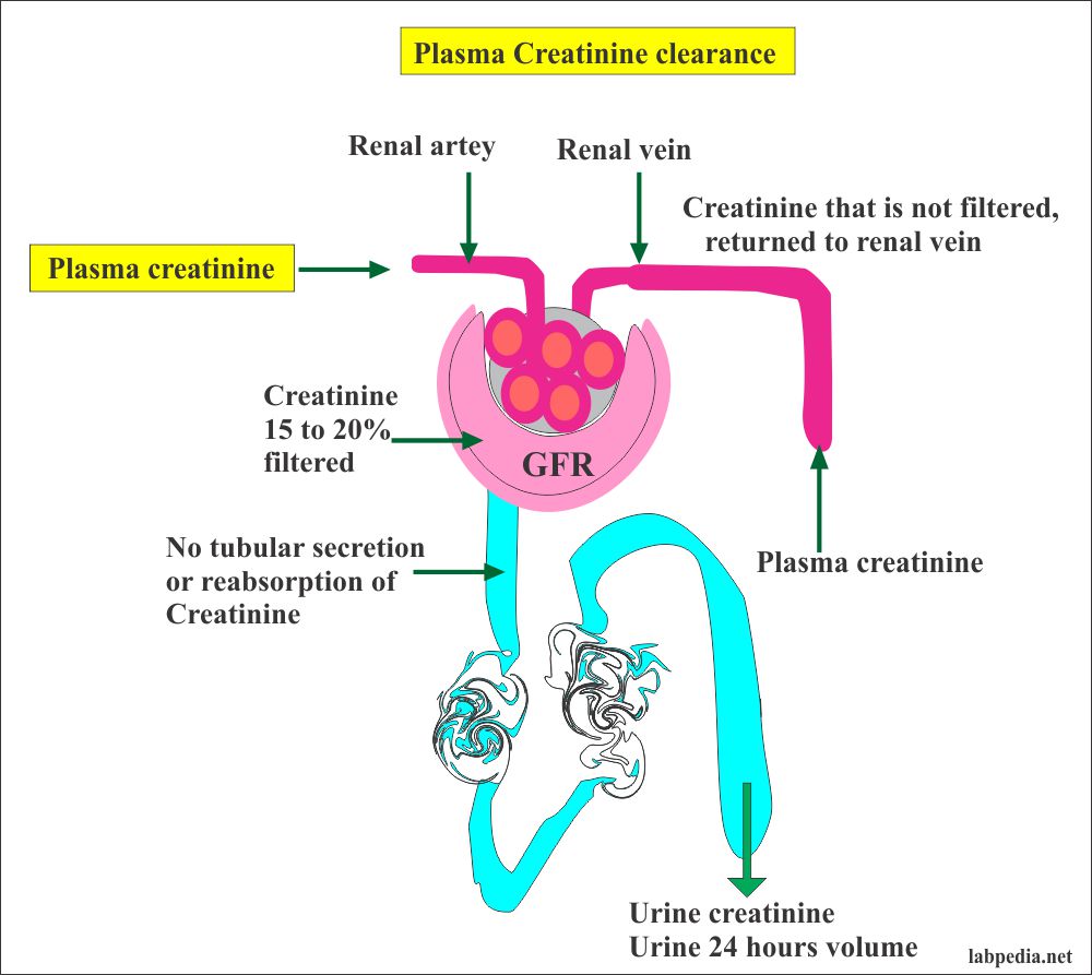 creatinine-clearance-crc-glomerular-filtration-rate-gfr-labpedia