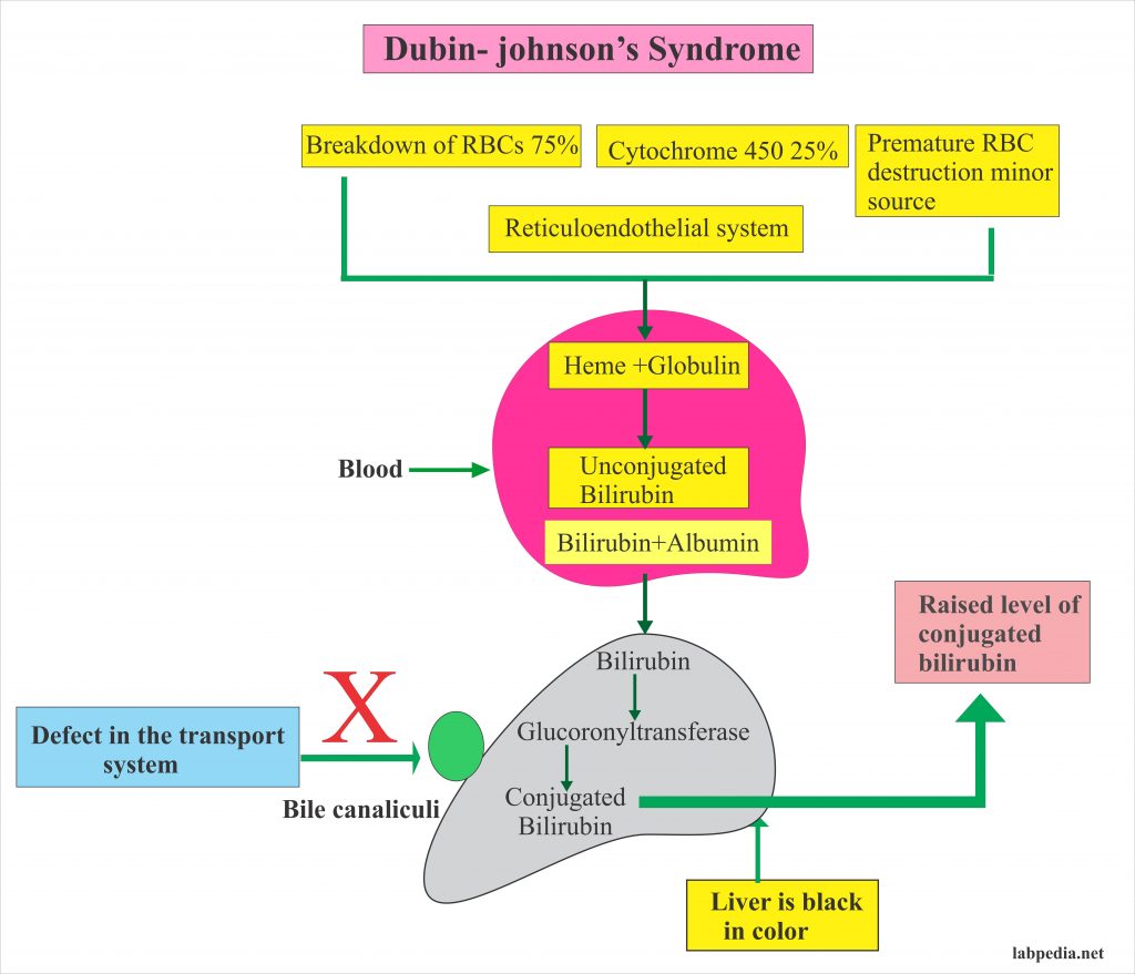 Dubin-Johnson Syndrome Diagnosis