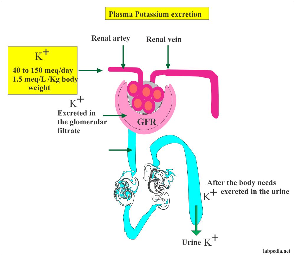 Electrolytes Part 1 Potassium K Blood Labpedia Net